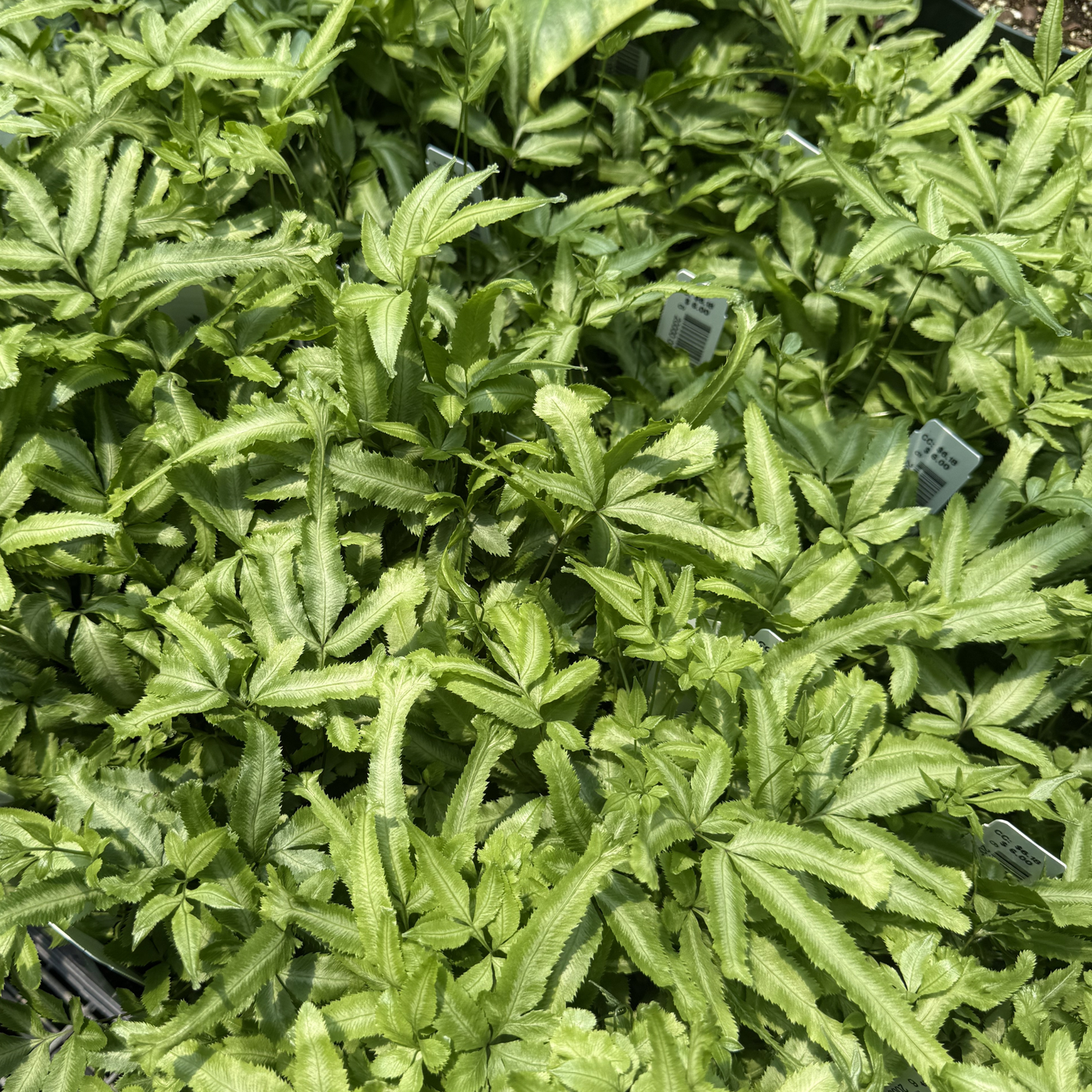Moonlight Fern