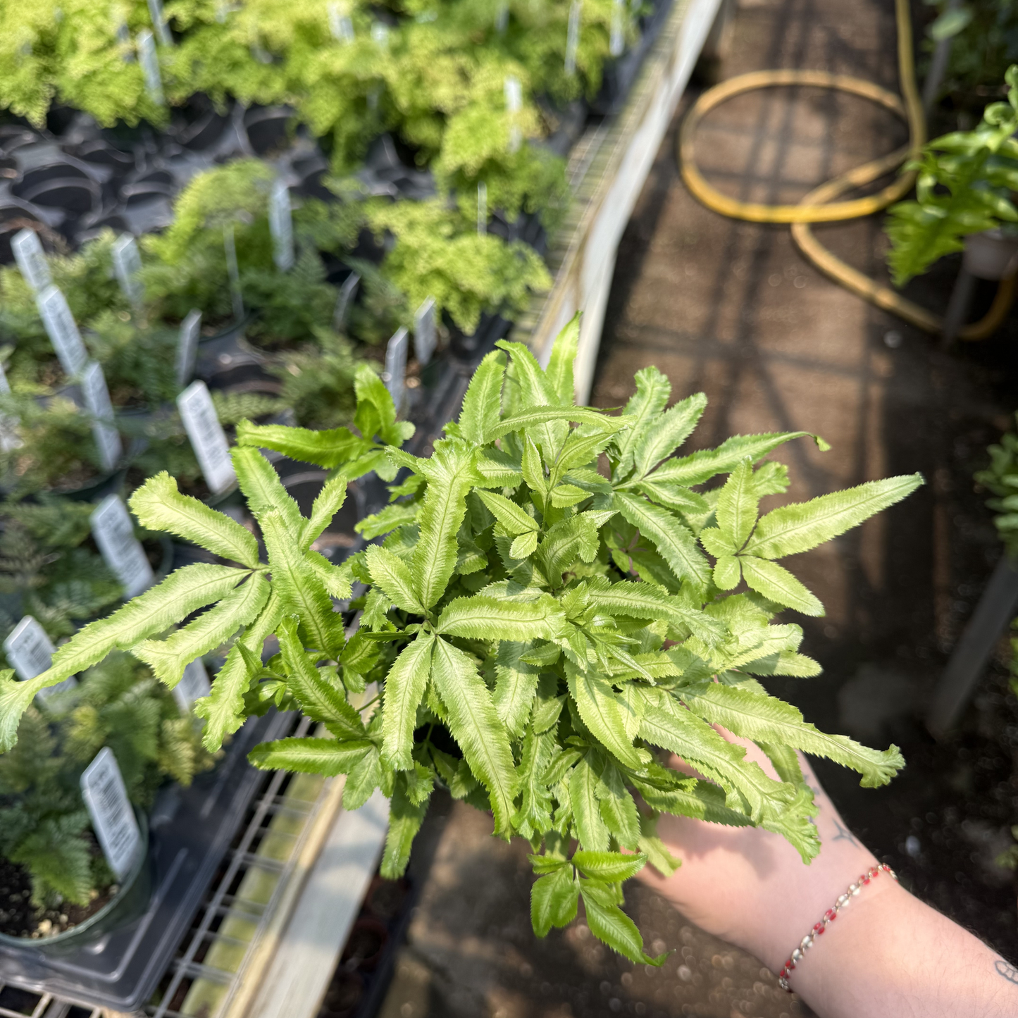 Moonlight Fern