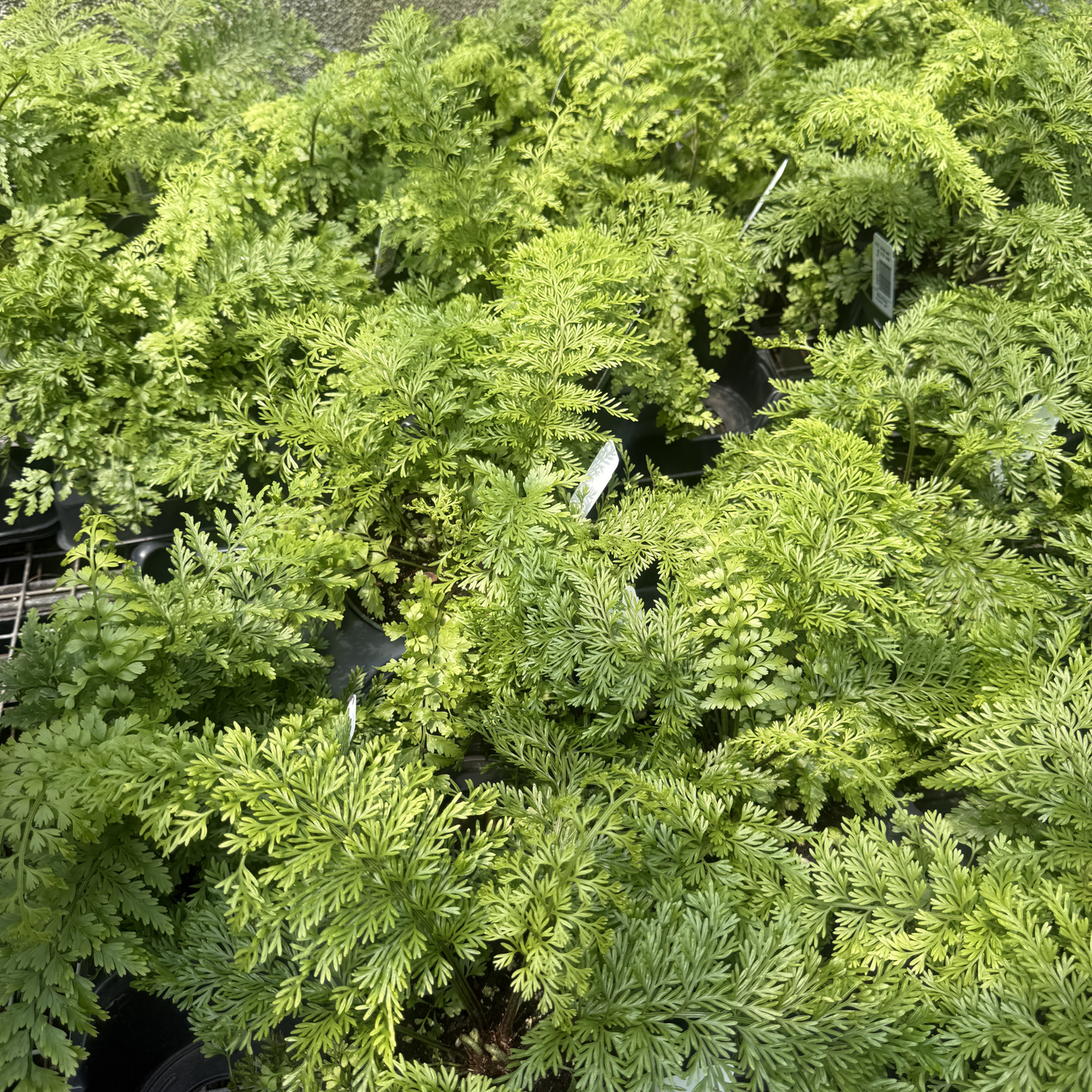 Mother Fern