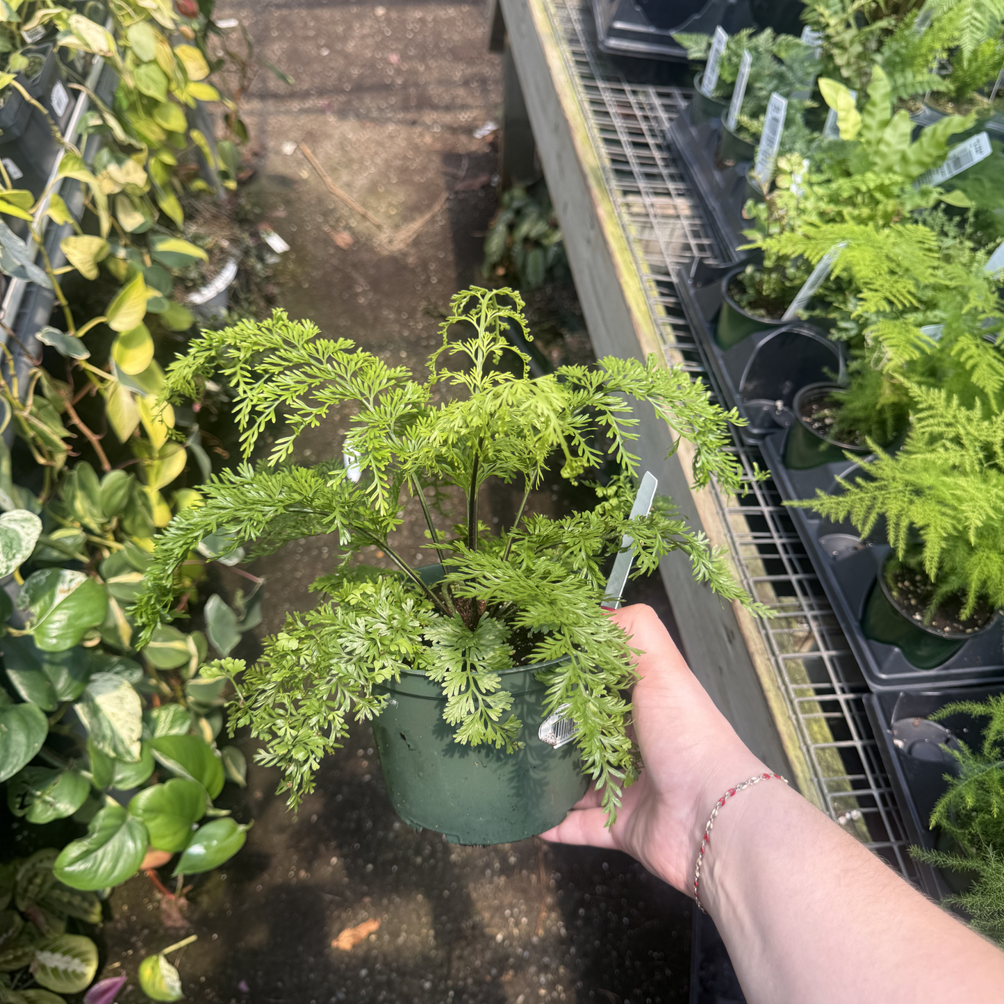Mother Fern