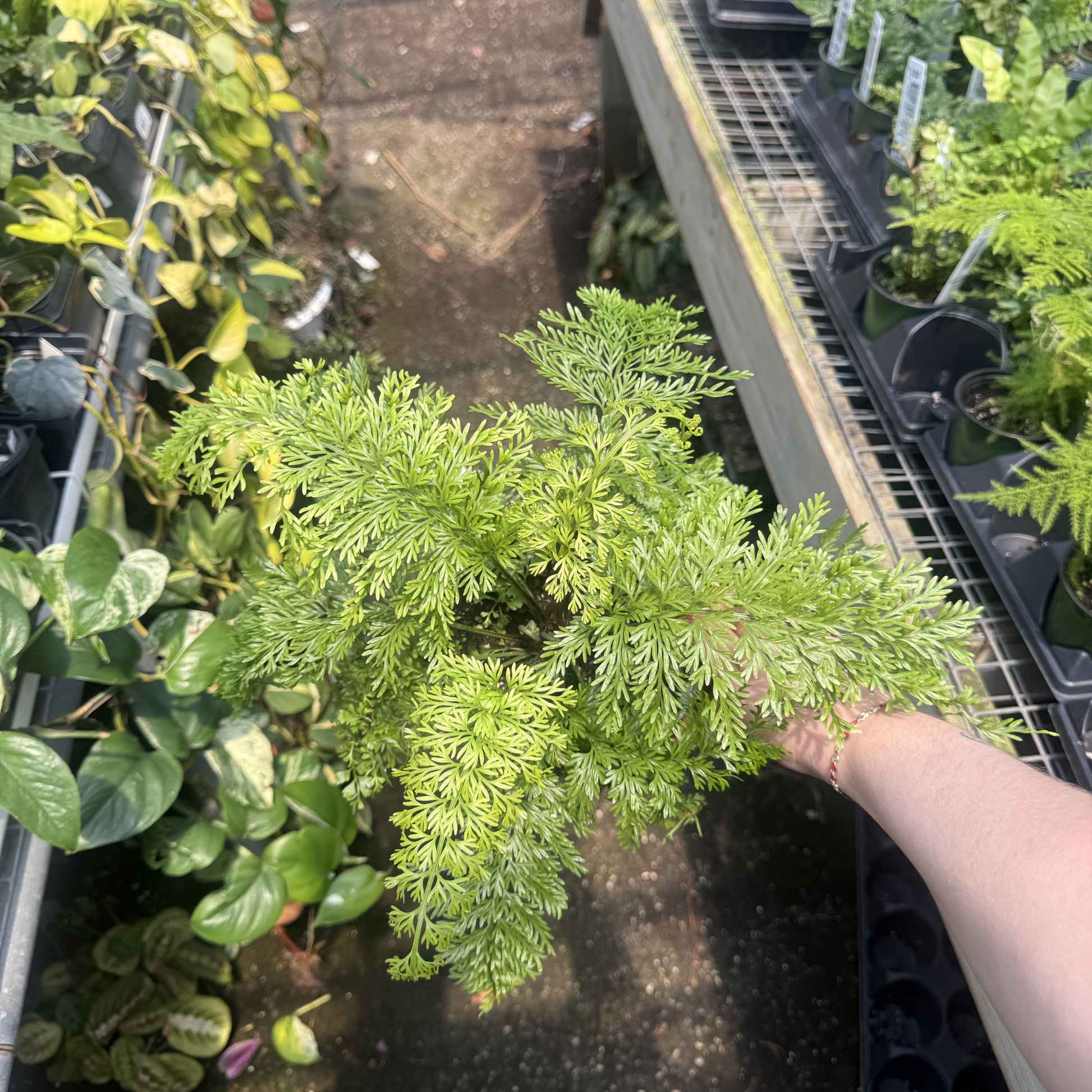 plant growing lights bunnings Mother FERN