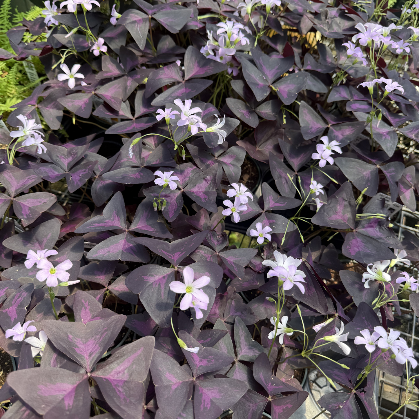 Oxalis triangularis 'Ebony Allure'