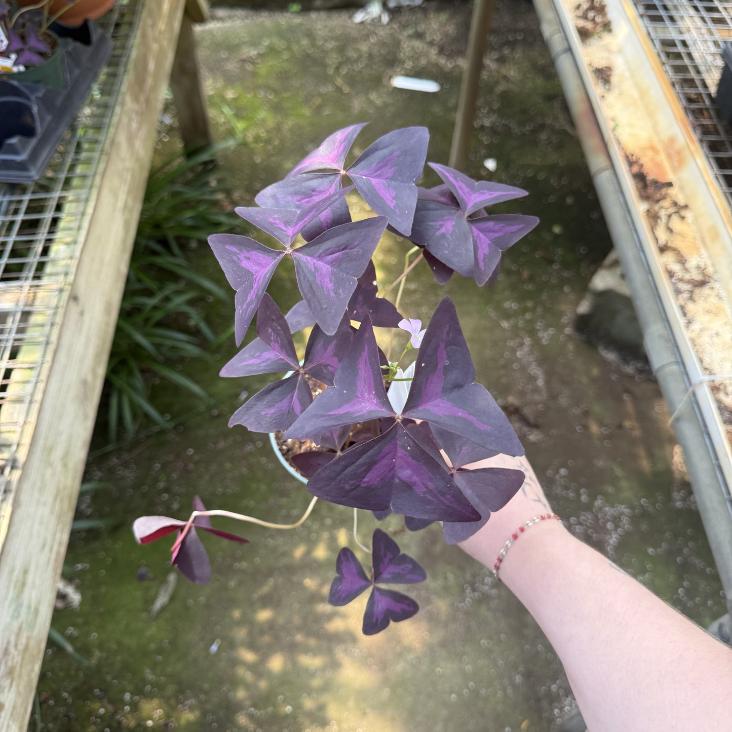 Oxalis triangularis 'Ebony Allure'