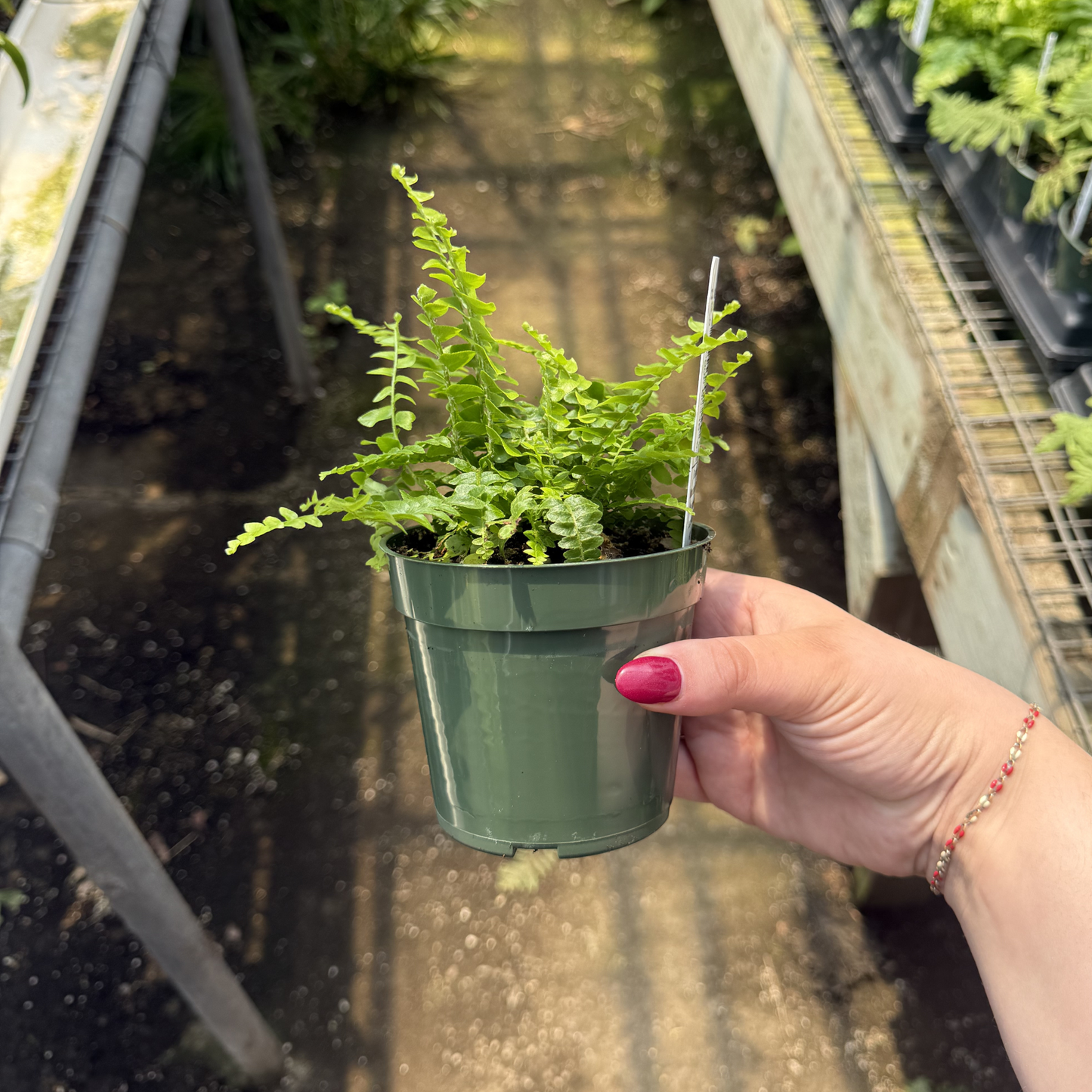 Boston Fern 'Montana'