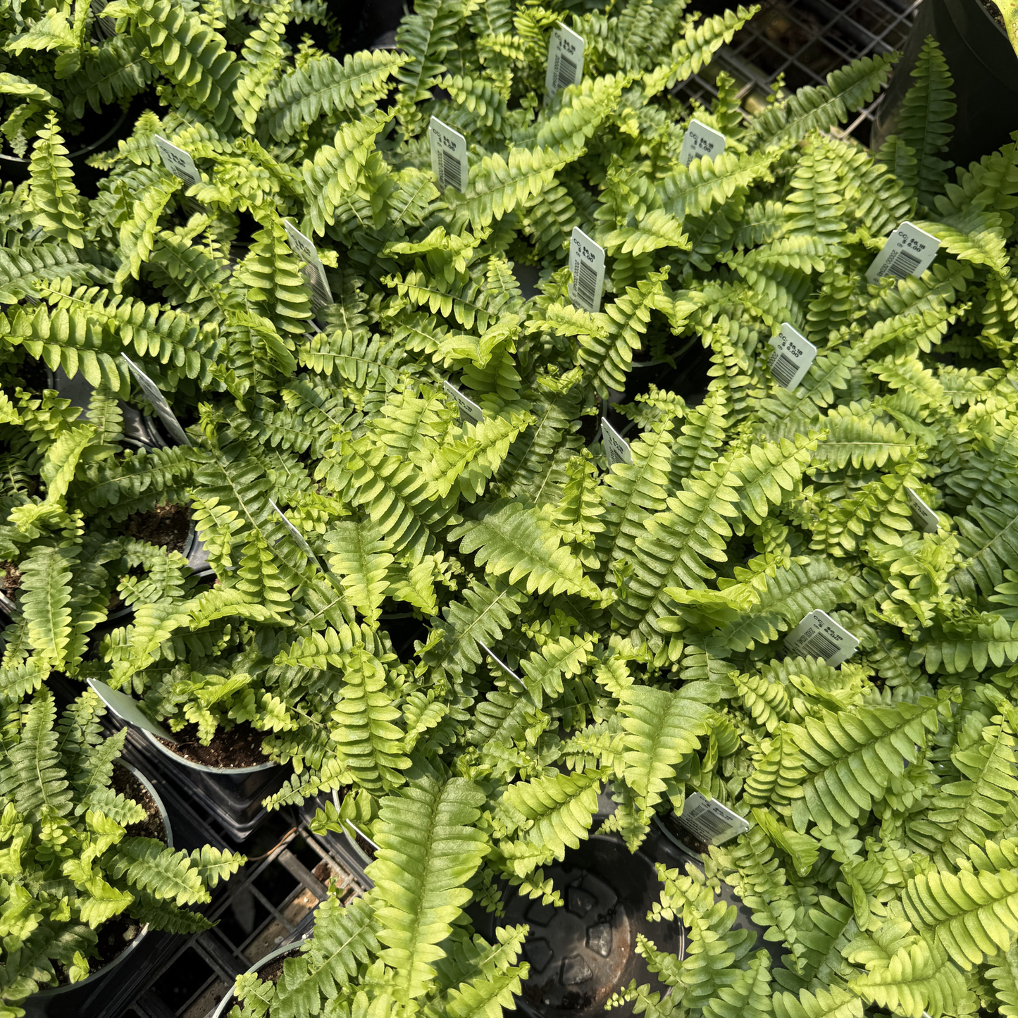 Boston Fern 'Montana'