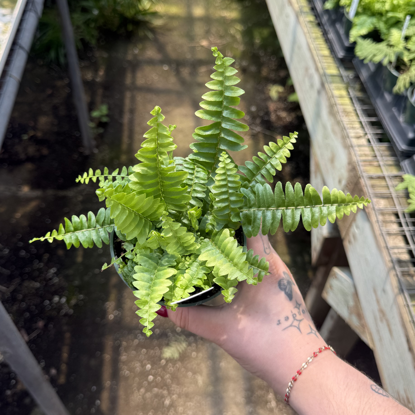 Boston Fern 'Montana'
