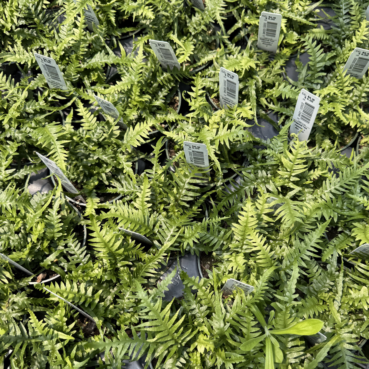 Dragon's Tail Fern