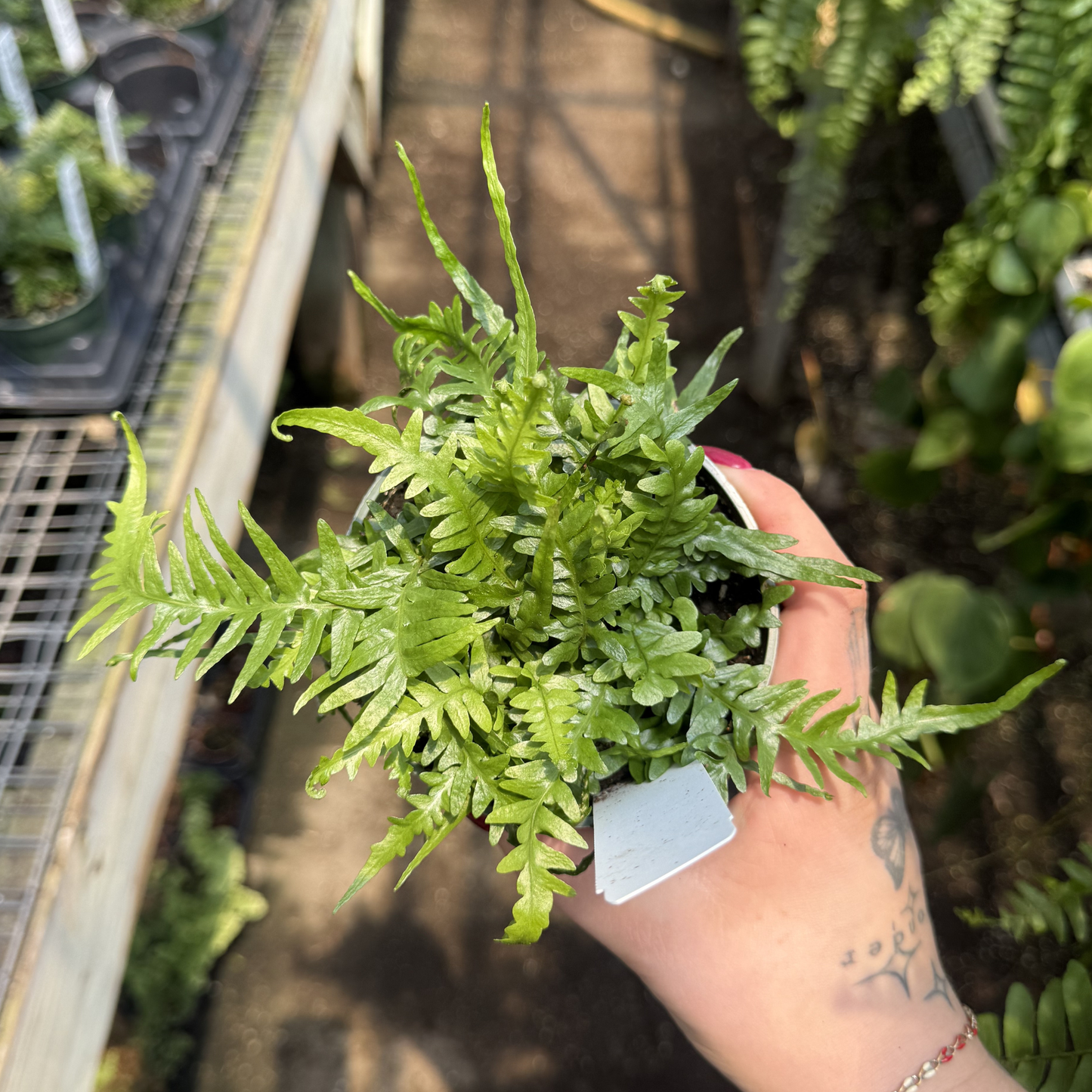 Dragon's Tail Fern