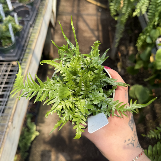Dragon's Tail Fern