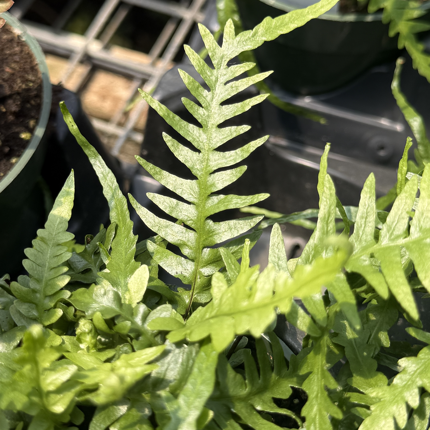 Dragon's Tail Fern