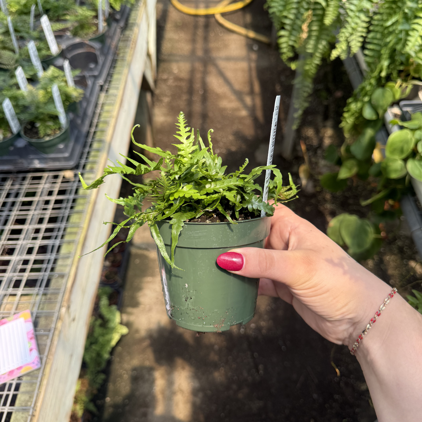 Dragon's Tail Fern