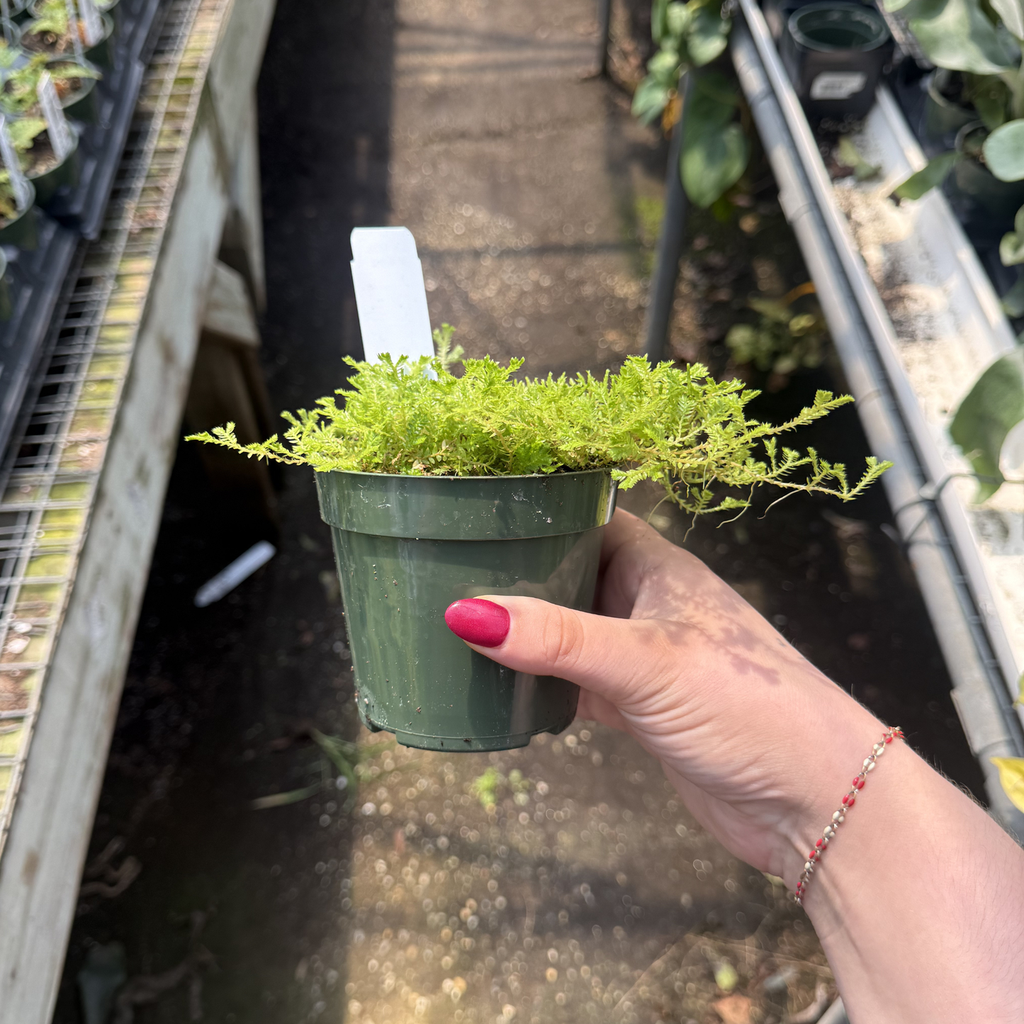 Green Spikemoss