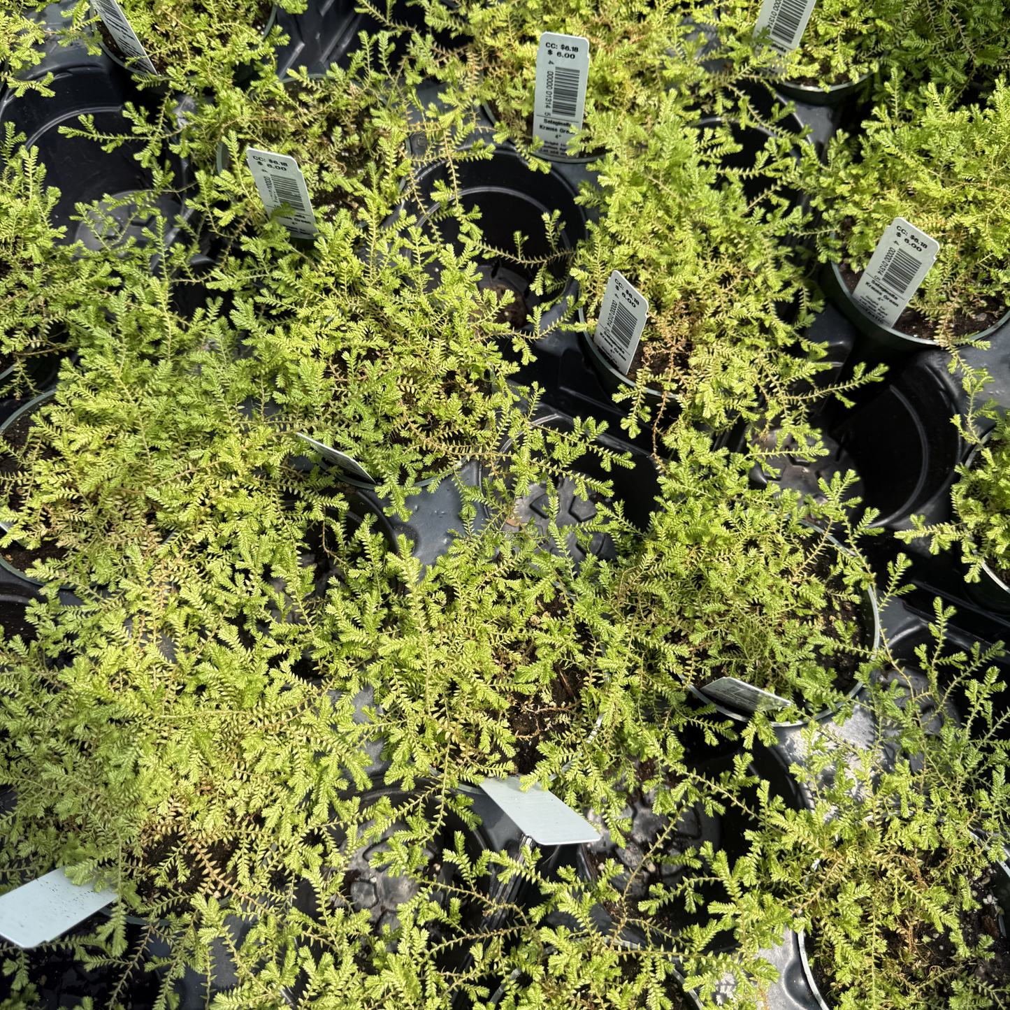 Green Spikemoss