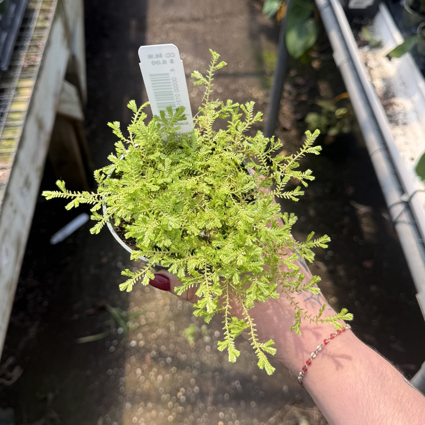 Green Spikemoss