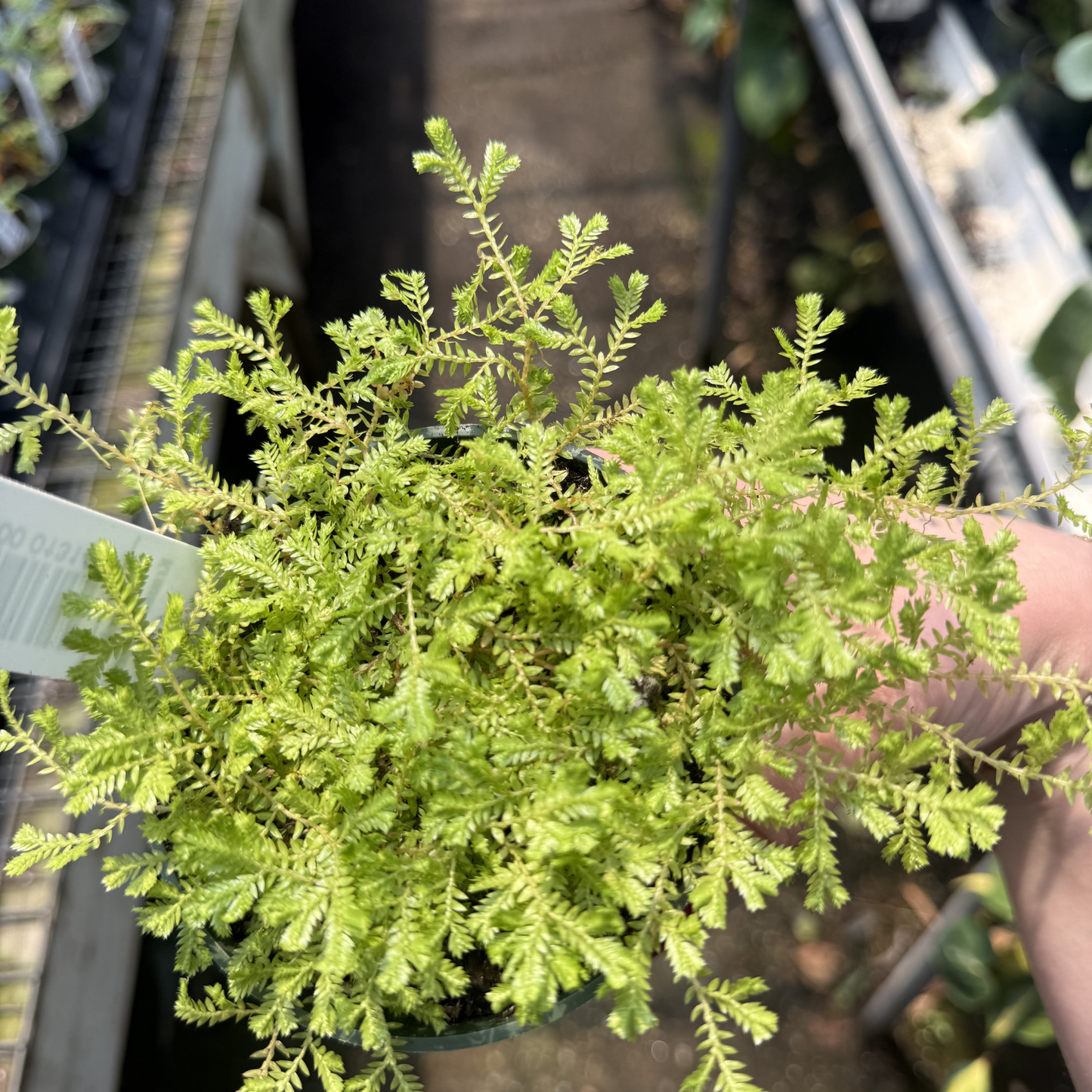 Green Spikemoss