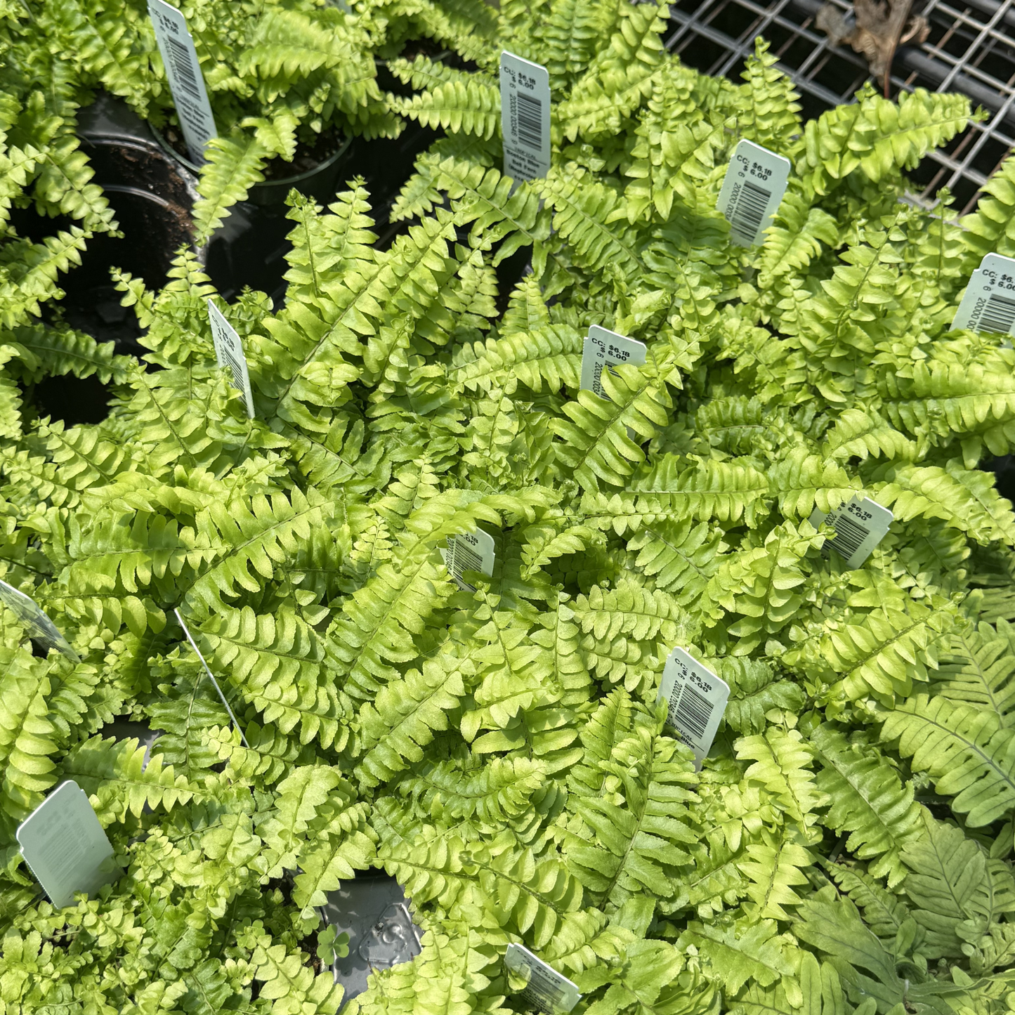 Boston 'Blue Bell' Fern