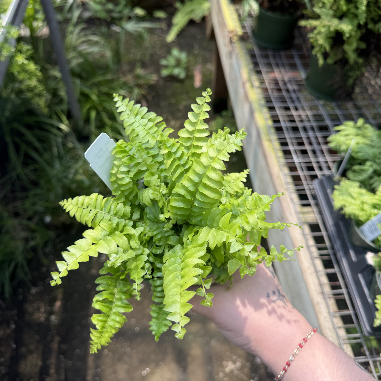 Boston 'Blue Bell' Fern