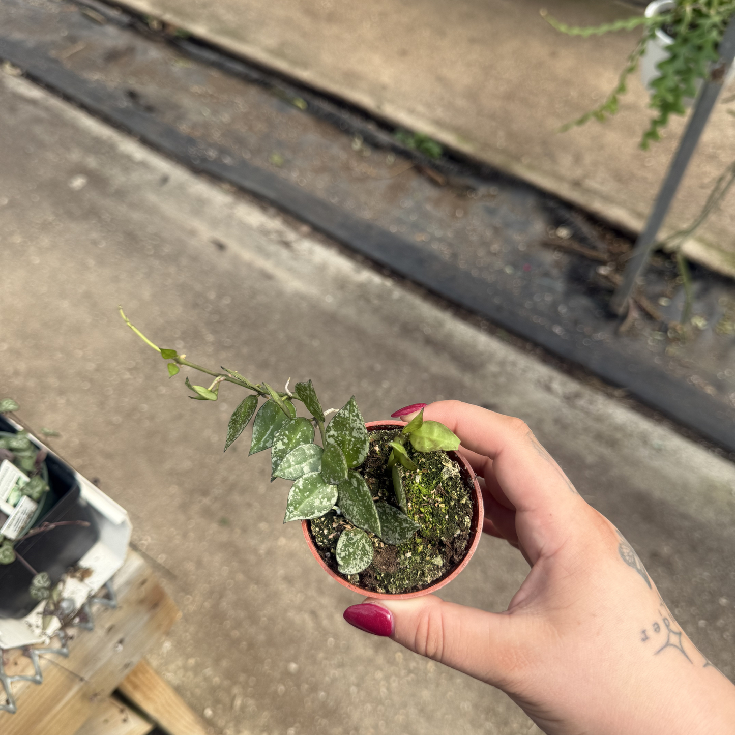 Hoya krohniana 'Splash'