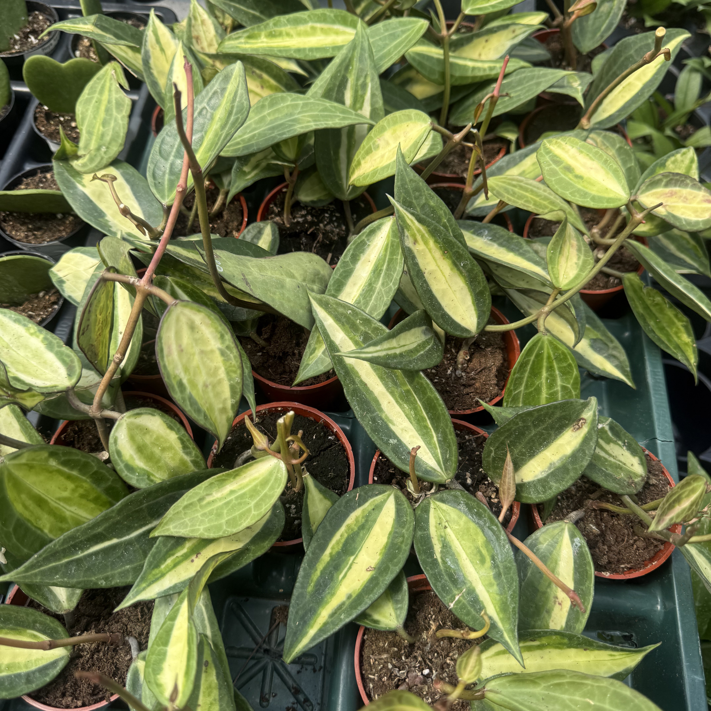 Hoya latifolia 'Pot of Gold'