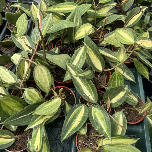 Hoya latifolia 'Pot of Gold'