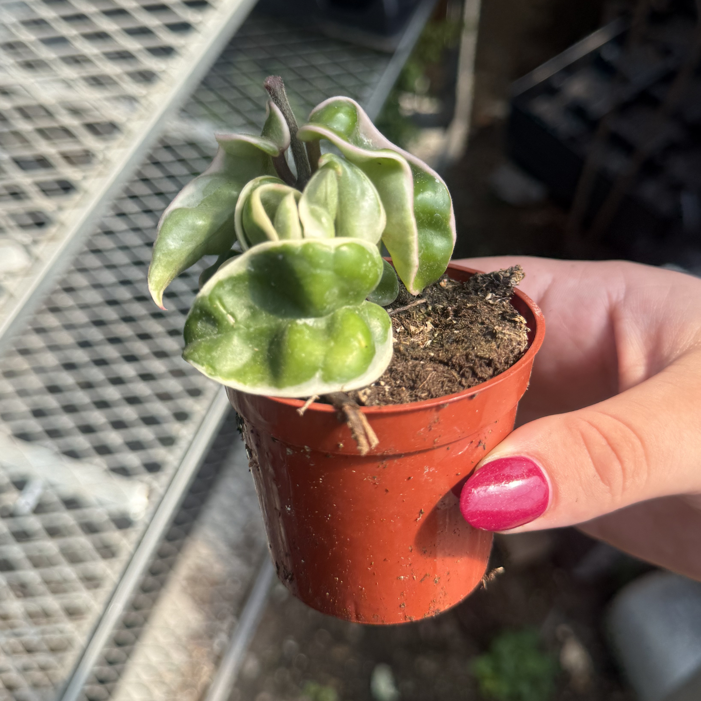 Hoya carnosa 'Variegata'