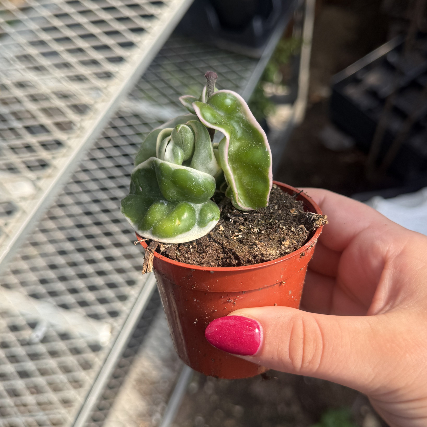 Hoya carnosa 'Variegata'