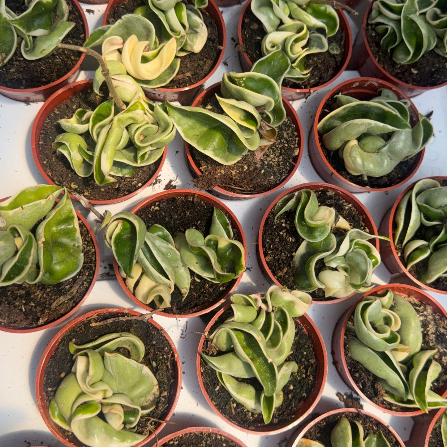 Hoya carnosa 'Variegata'