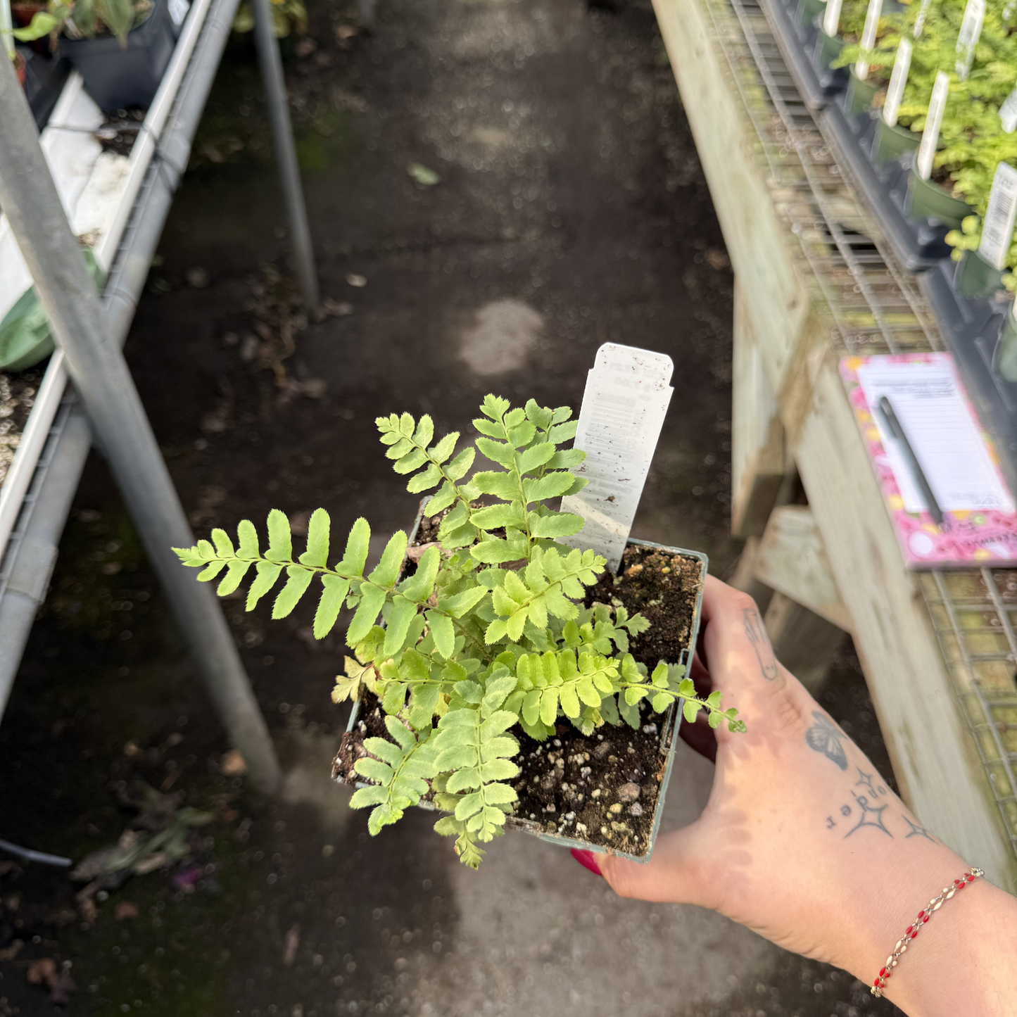 Christmas Fern