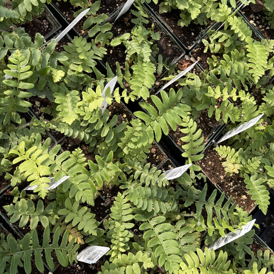 Christmas Fern