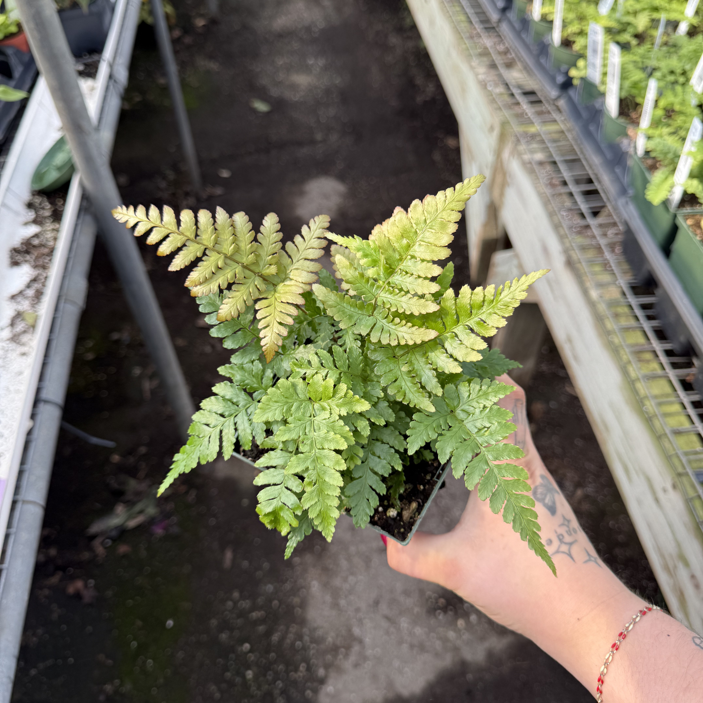 Dwarf Autumn Fern