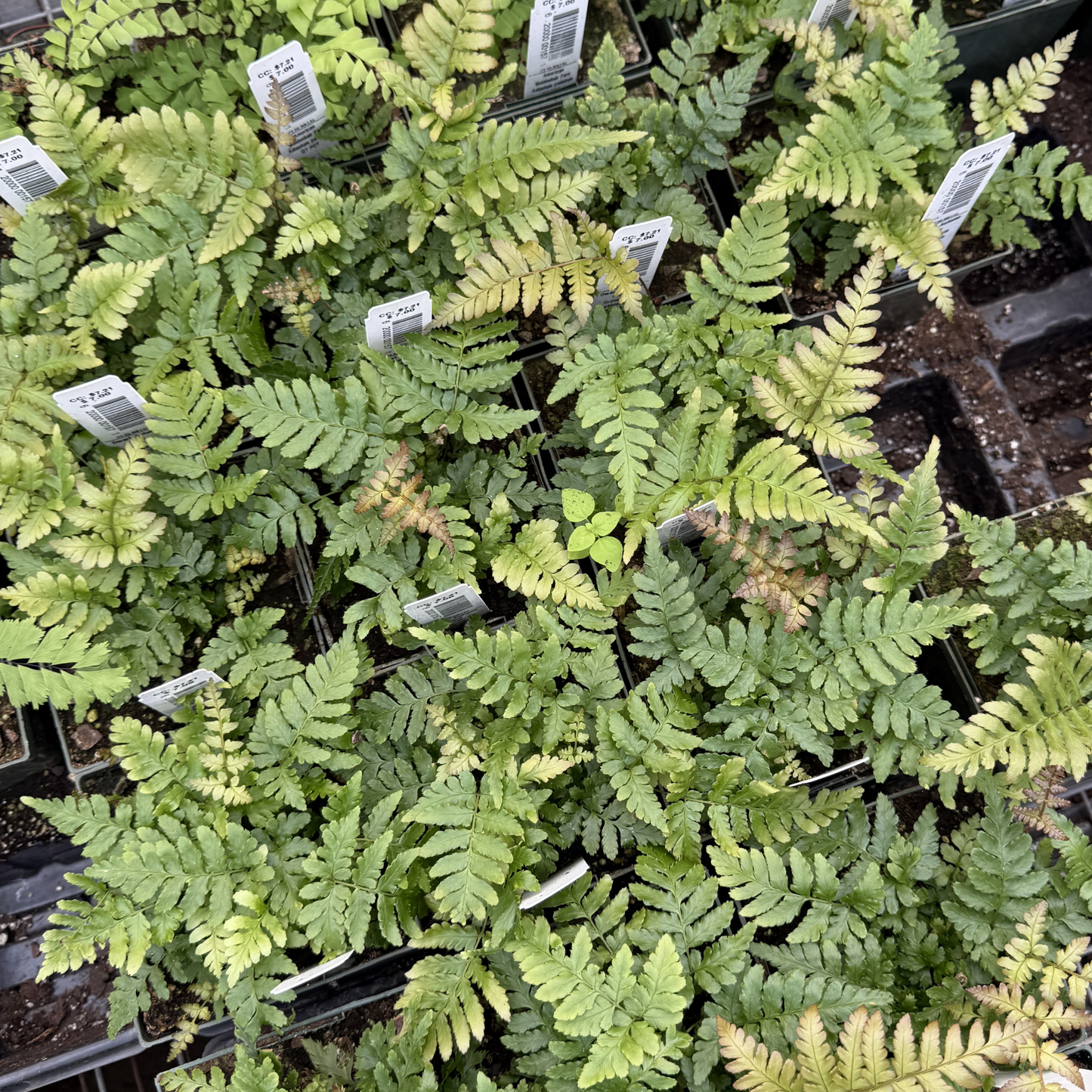 Dwarf Autumn Fern