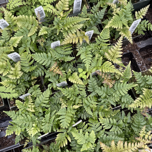 Dwarf Autumn Fern