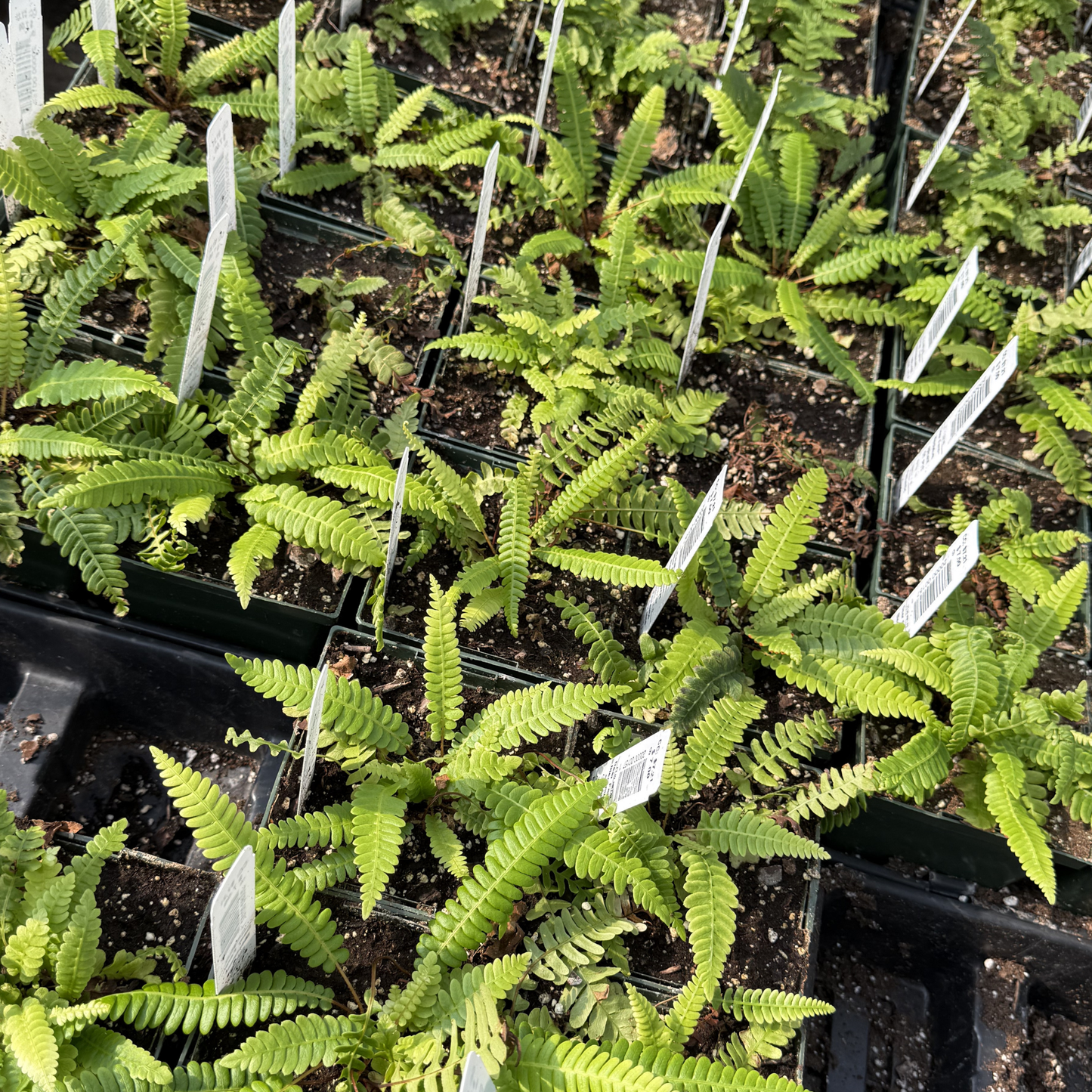 Deer Fern