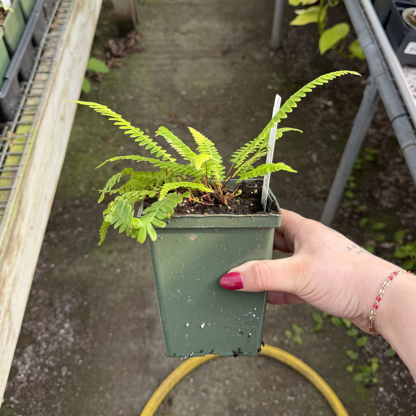 Deer Fern