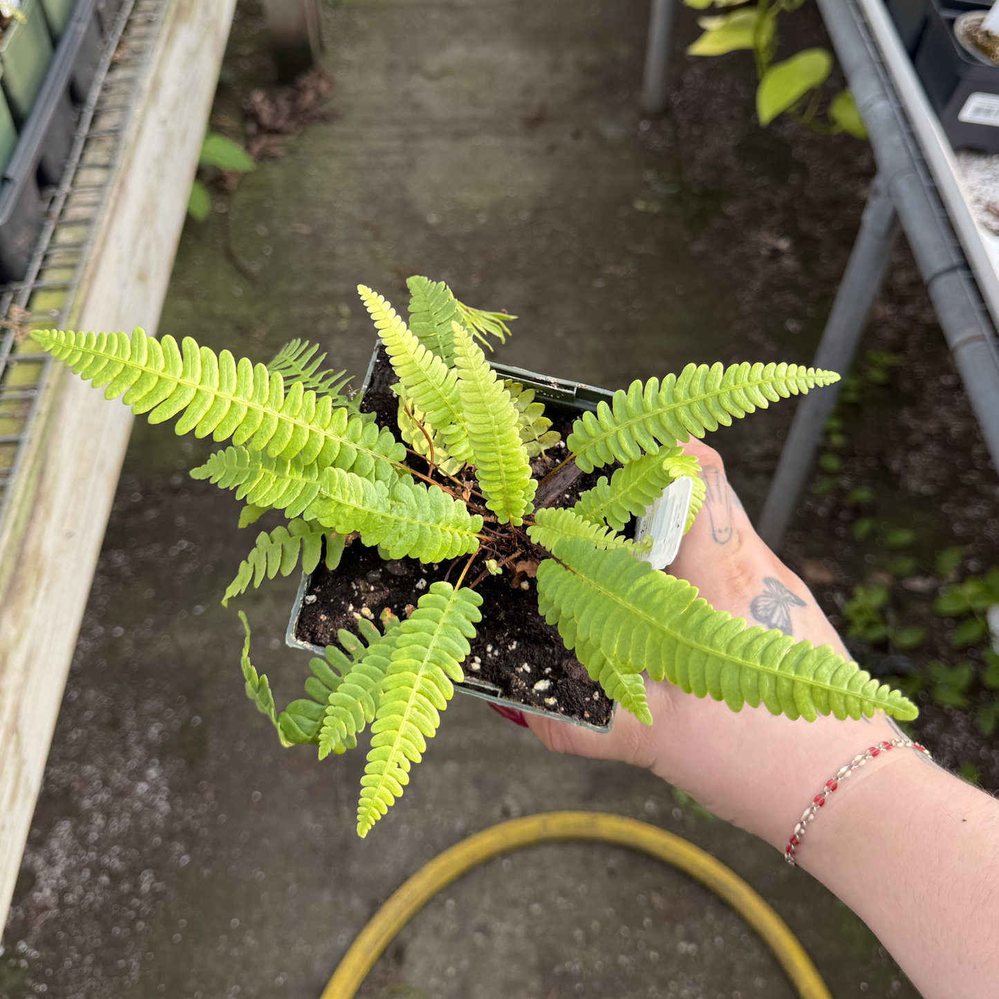 Deer Fern
