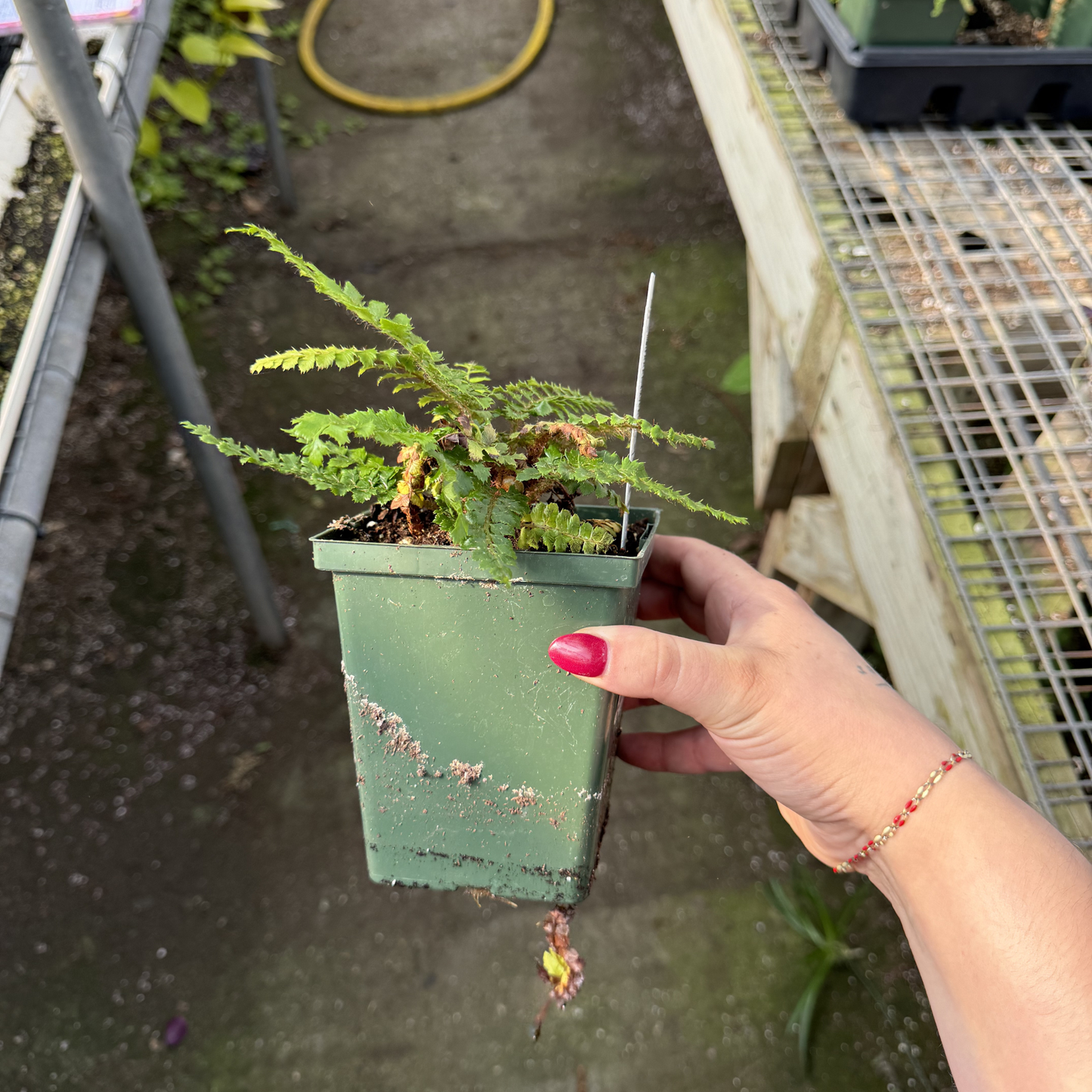 Tassel Fern
