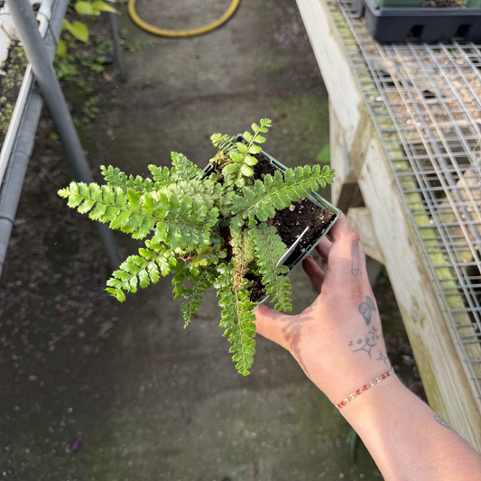 Tassel Fern