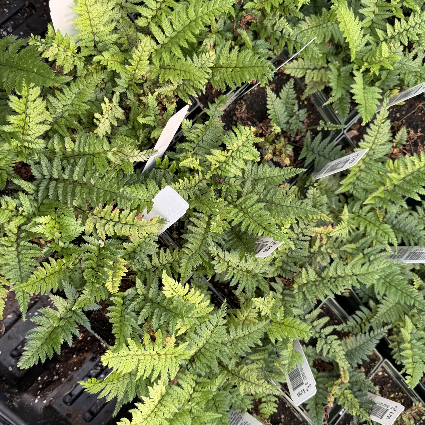 Korean Rock Fern