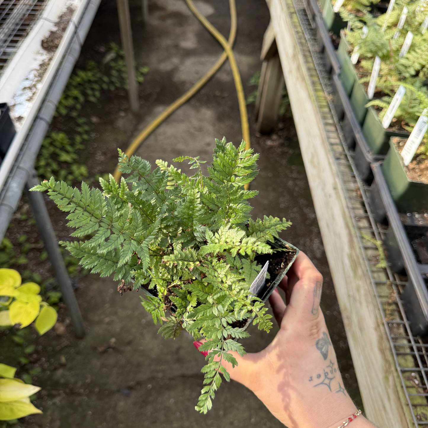 Korean Rock Fern