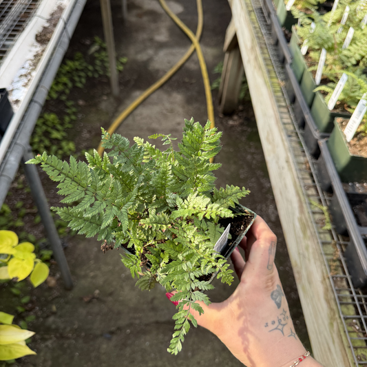 Korean Rock Fern