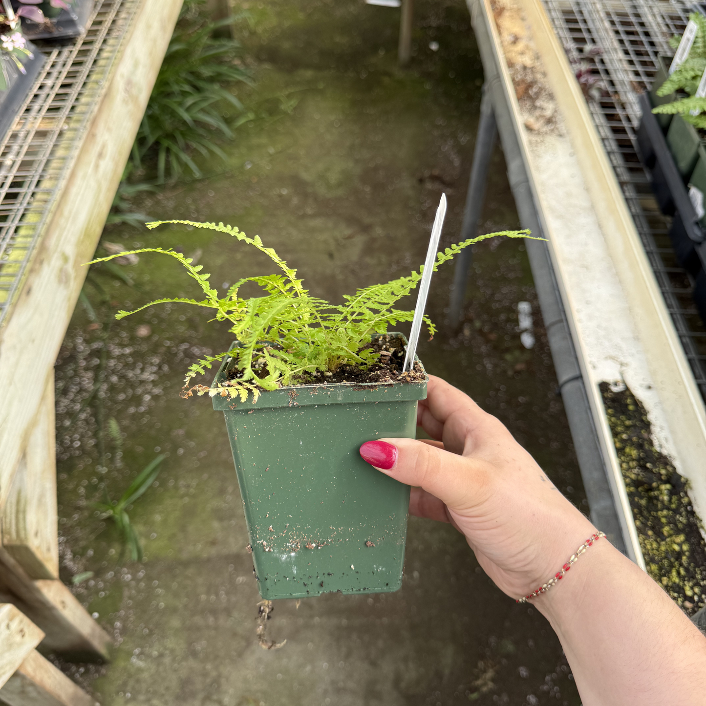 Victoria Lady Fern
