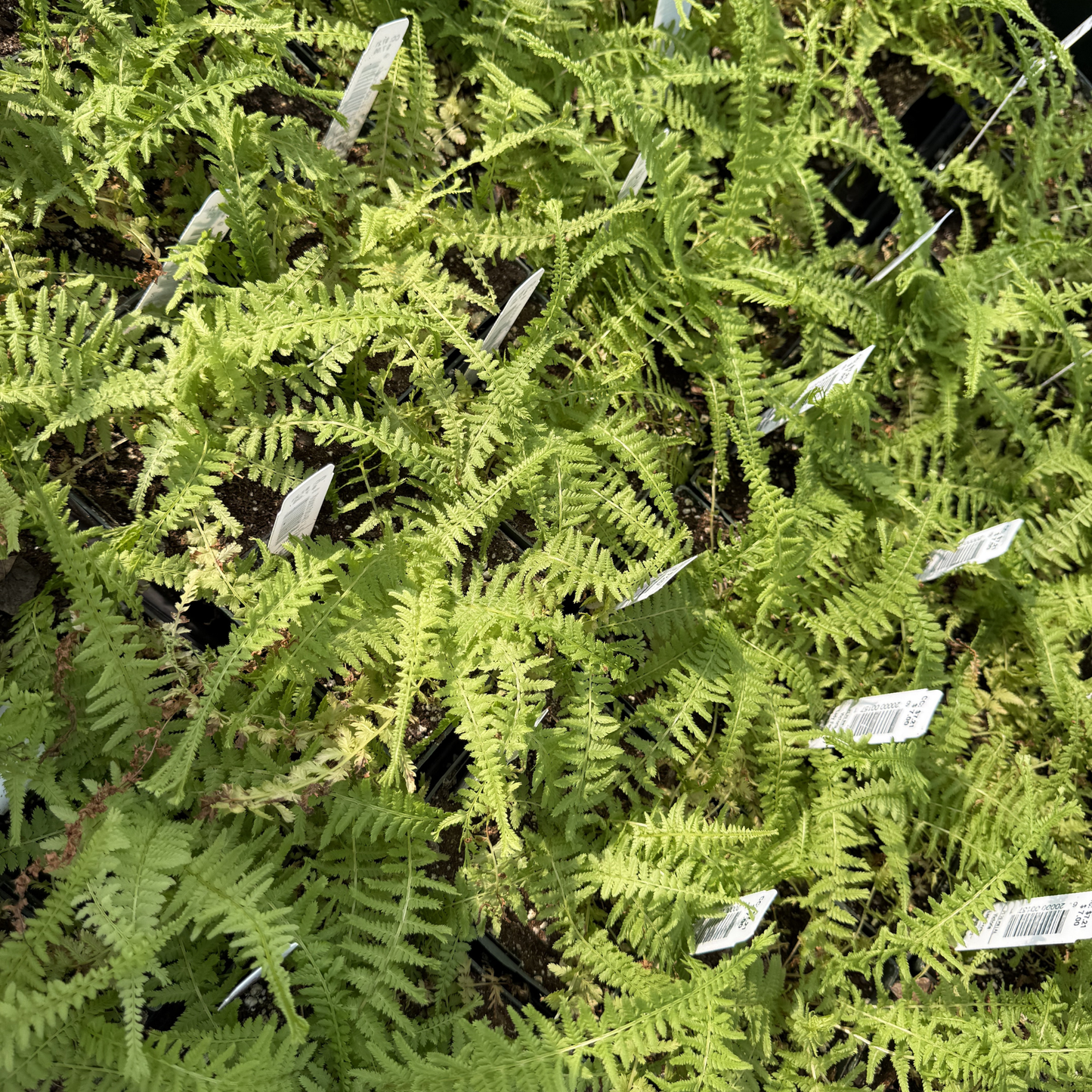Victoria Lady Fern