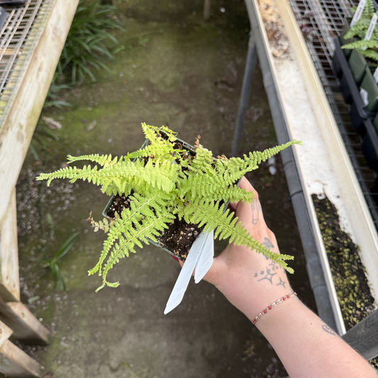 Victoria Lady Fern