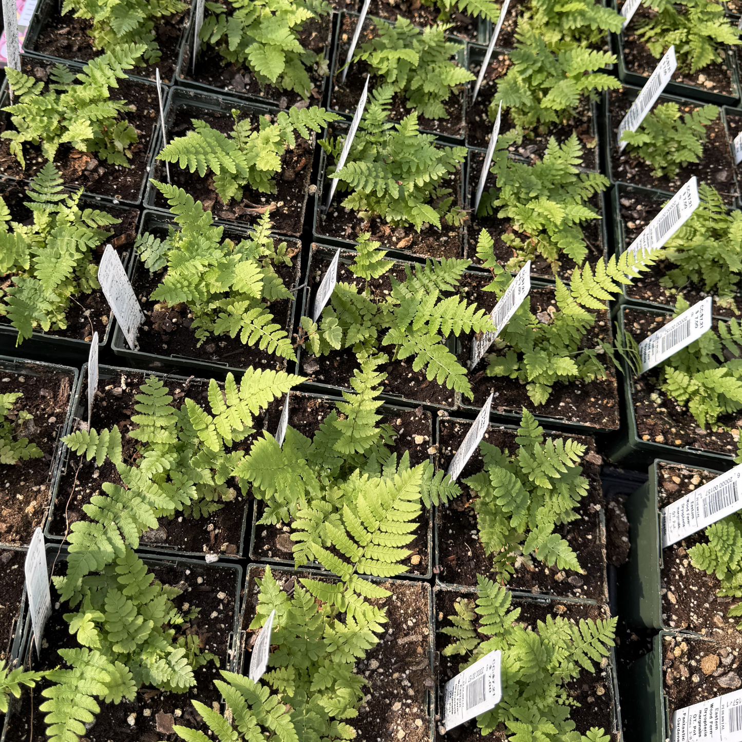 Eastern Wood Fern