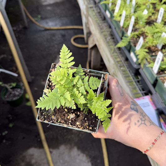 Eastern Wood Fern