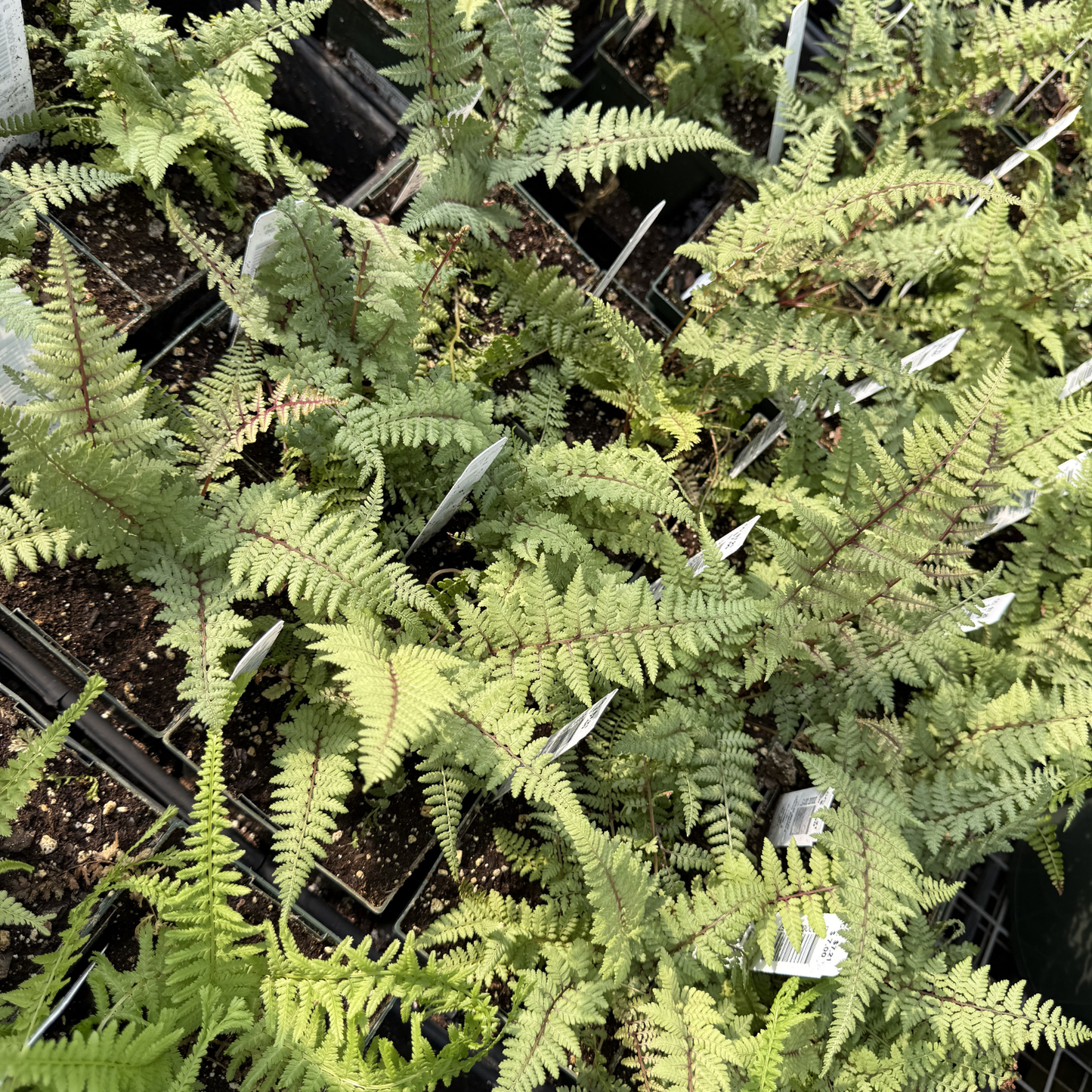 Ghost Painted Fern