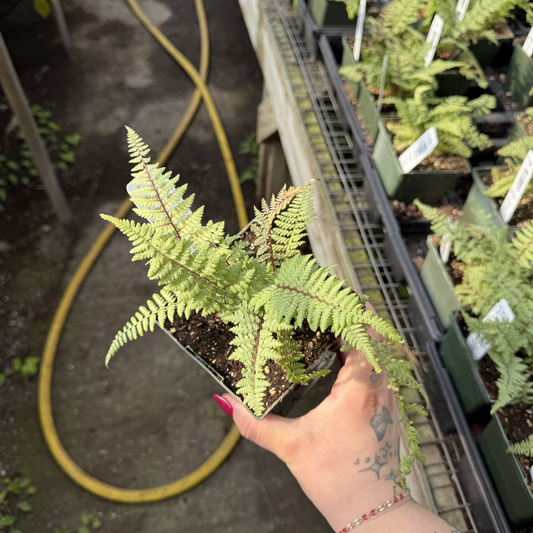 Ghost Painted Fern