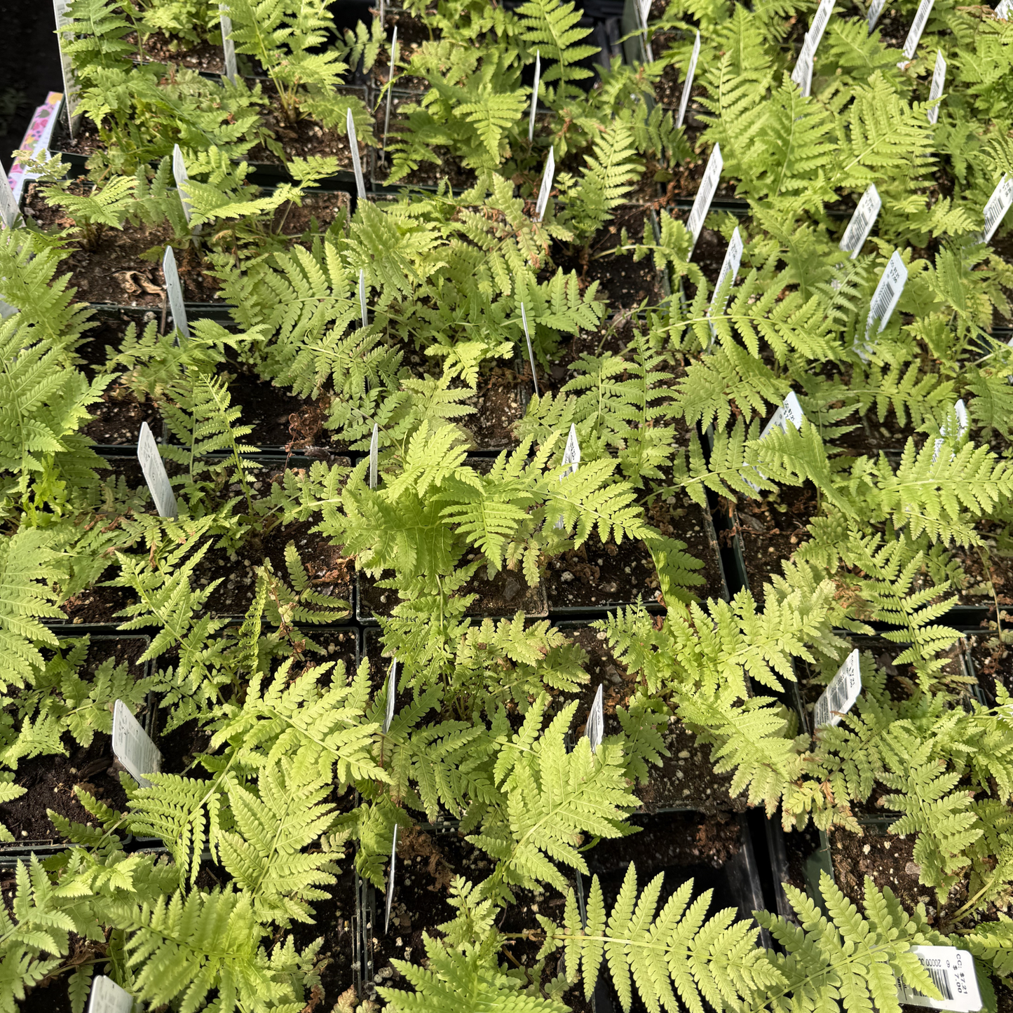 Ostrich Fern