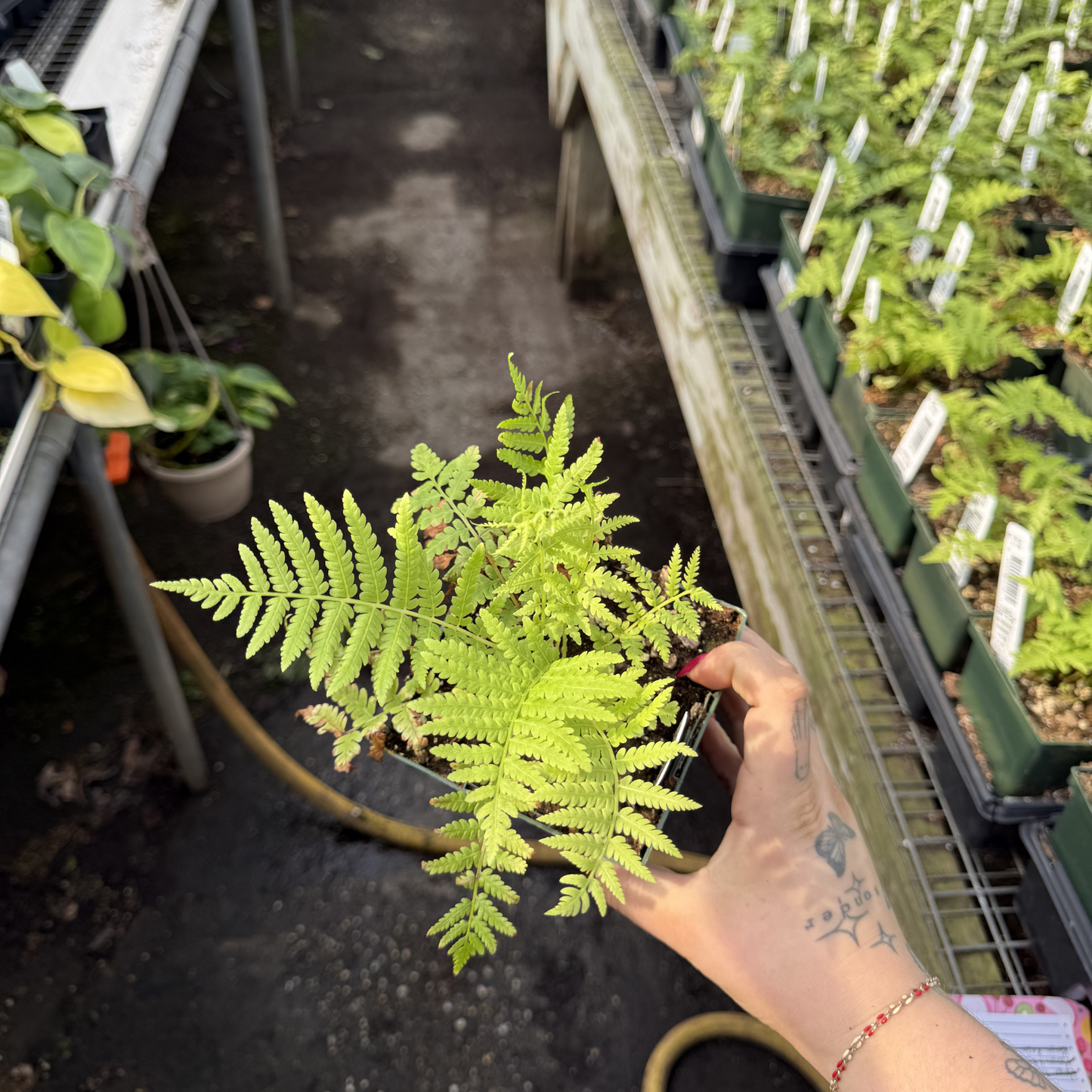 Ostrich Fern