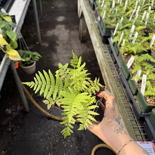 Ostrich Fern